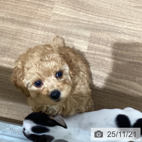 トイ・プードルの写真