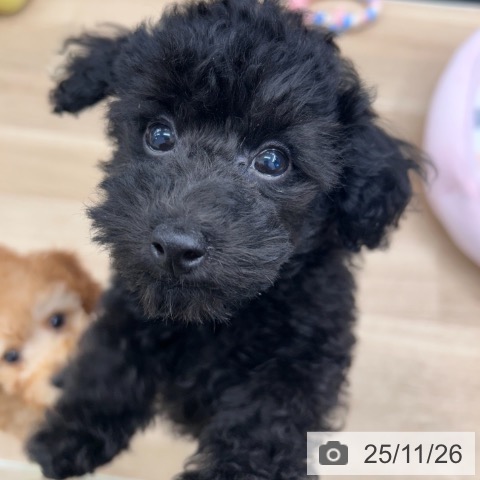 トイ・プードルの写真