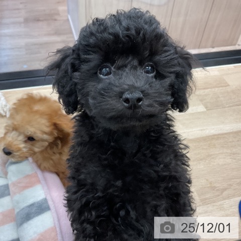 トイ・プードルの写真