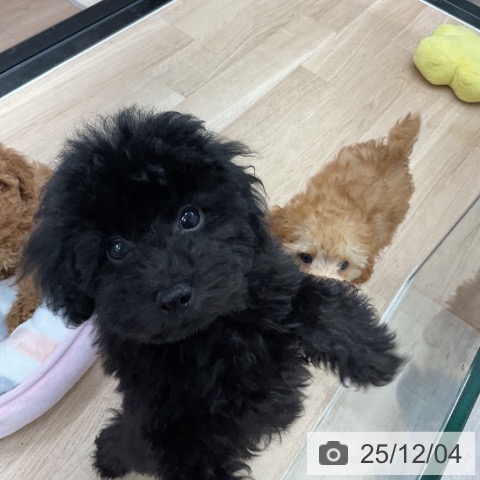 神奈川県のトイプードル(トイ) (ペットプラス 武蔵小杉店/2025年9月13日生まれ/男の子/ブラック)の子犬の3枚目の画像
