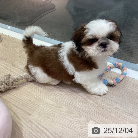 岡山県のシーズー (ペットプラス 岡山店/2025年9月19日生まれ/男の子/レッドホワイト)の子犬の4枚目の画像