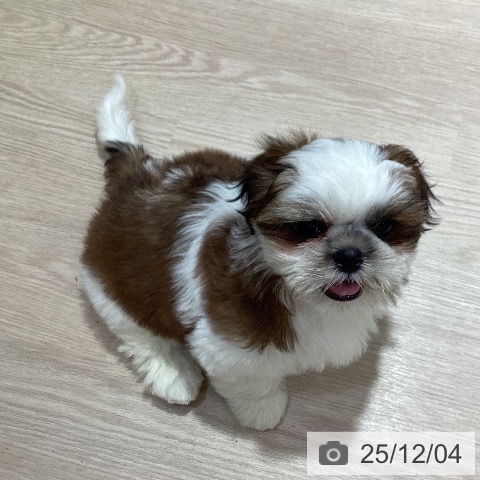 岡山県のシーズー (ペットプラス 岡山店/2025年9月19日生まれ/男の子/レッドホワイト)の子犬の3枚目の画像