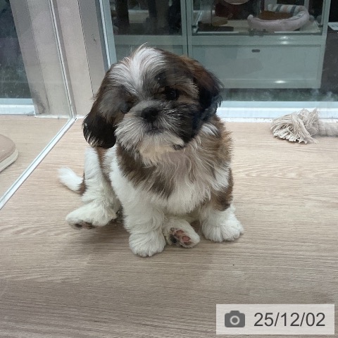 埼玉県のシーズー (ペットプラス 上尾店/2025年9月19日生まれ/男の子/レッドホワイト)の子犬の4枚目の画像