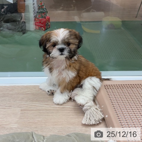 埼玉県のシーズー (ペットプラス 上尾店/2025年9月19日生まれ/男の子/レッドホワイト)の子犬の3枚目の画像