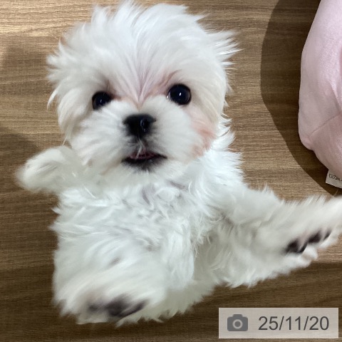 マルチーズの写真