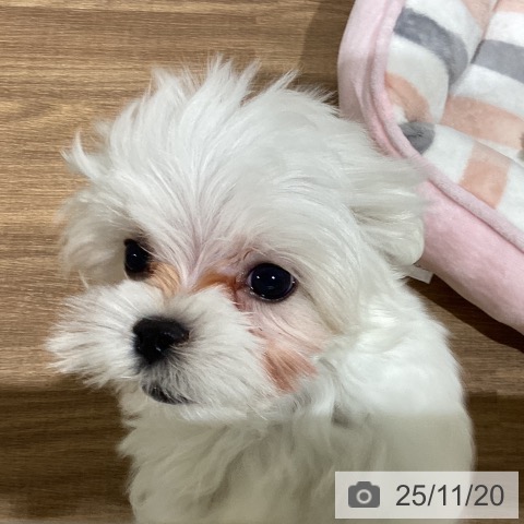 マルチーズの写真