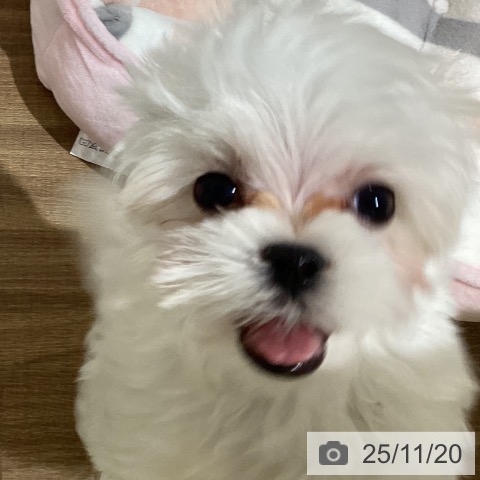 マルチーズの写真