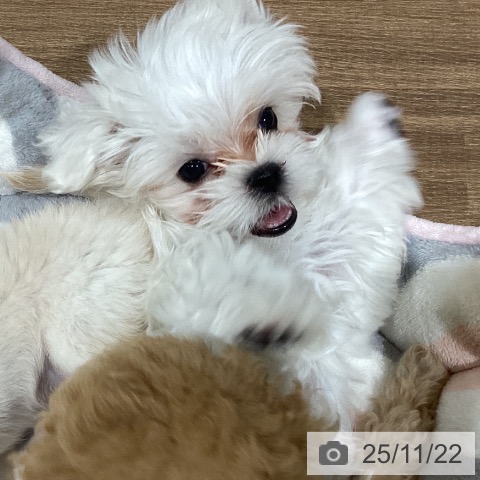 鳥取県のマルチーズ (ペッツワン 日吉津店/2025年9月13日生まれ/男の子/ホワイト)の子犬の4枚目の画像