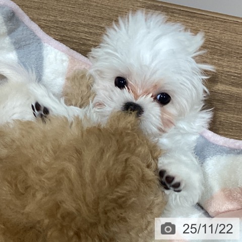 鳥取県のマルチーズ (ペッツワン 日吉津店/2025年9月13日生まれ/男の子/ホワイト)の子犬の3枚目の画像