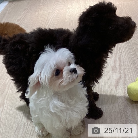 岡山県のマルチーズ (ペットプラス 岡山店/2025年9月13日生まれ/男の子/ホワイト)の子犬の4枚目の画像