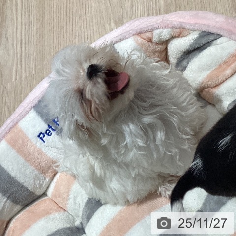 岡山県のマルチーズ (ペットプラス 岡山店/2025年9月13日生まれ/男の子/ホワイト)の子犬の3枚目の画像