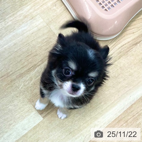 愛媛県のチワワ(ロング) (ペットプラス 新居浜店/2025年9月15日生まれ/男の子/ブラッククリームホワイト)の子犬の4枚目の画像