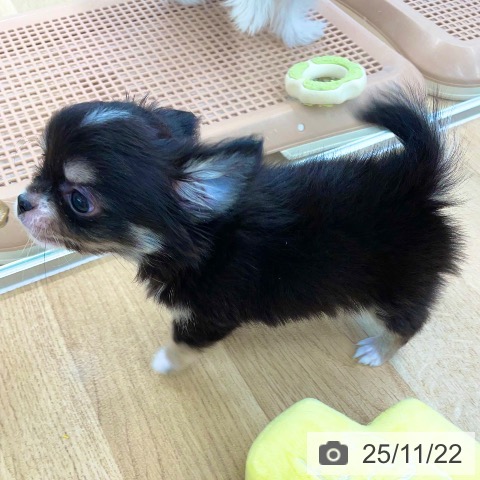 愛媛県のチワワ(ロング) (ペットプラス 新居浜店/2025年9月15日生まれ/男の子/ブラッククリームホワイト)の子犬の3枚目の画像