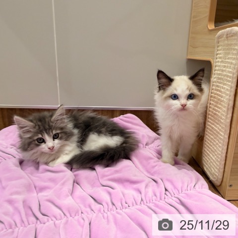 岡山県のラグドール (ペッツワン 岡山南店/2025年9月18日生まれ/男の子/シールポイントバイカラー)の子猫の4枚目の画像