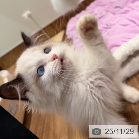 岡山県のラグドール (ペッツワン 岡山南店/2025年9月18日生まれ/男の子/シールポイントバイカラー)の子猫の3枚目の画像