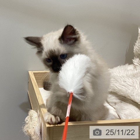 鳥取県のラグドール (ペッツワン 日吉津店/2025年9月18日生まれ/男の子/シールポイントミテッド)の子猫の4枚目の画像