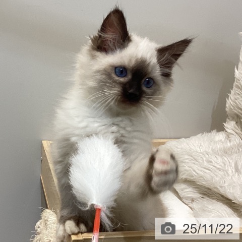 鳥取県のラグドール (ペッツワン 日吉津店/2025年9月18日生まれ/男の子/シールポイントミテッド)の子猫の3枚目の画像