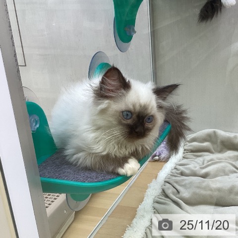 ラグドールの写真