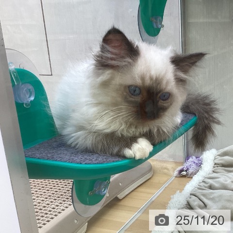 ラグドールの写真