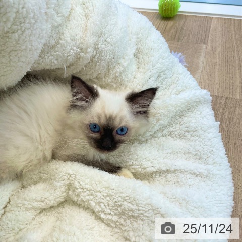 愛媛県のラグドール (ペットプラス 新居浜店/2025年9月18日生まれ/男の子/シールポイントミテッド)の子猫の4枚目の画像
