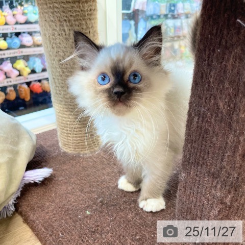 愛媛県のラグドール (ペットプラス 新居浜店/2025年9月18日生まれ/男の子/シールポイントミテッド)の子猫の3枚目の画像