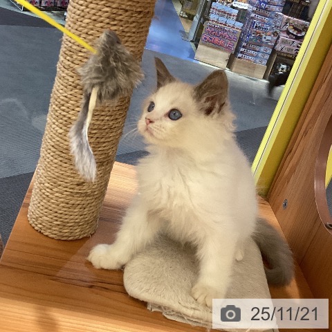 ラグドールの写真