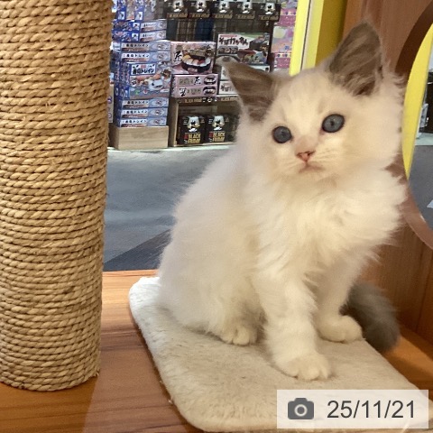 ラグドールの写真