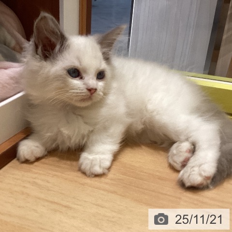 ラグドールの写真