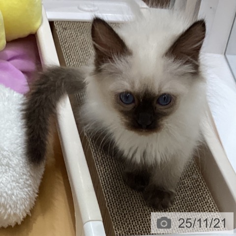 ラグドールの写真