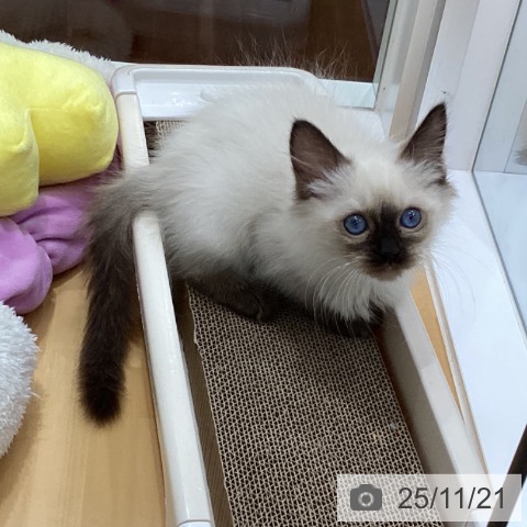 ラグドールの写真