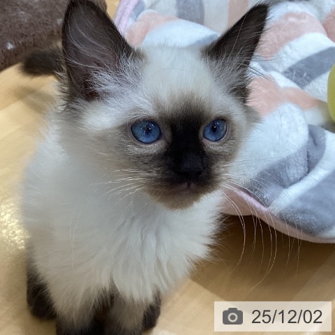 香川県のラグドール (ペットプラス 綾川店/2025年9月18日生まれ/女の子/シールポイント)の子猫の4枚目の画像