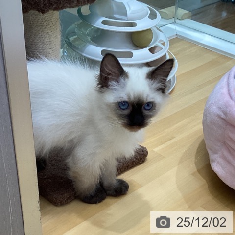 香川県のラグドール (ペットプラス 綾川店/2025年9月18日生まれ/女の子/シールポイント)の子猫の3枚目の画像