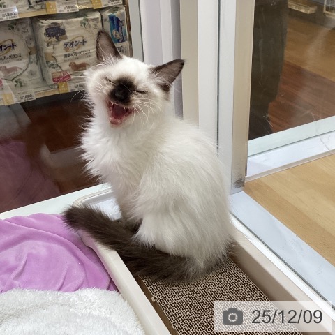 香川県のラグドール (ペットプラス 綾川店/2025年9月18日生まれ/女の子/シールポイント)の子猫の3枚目の画像