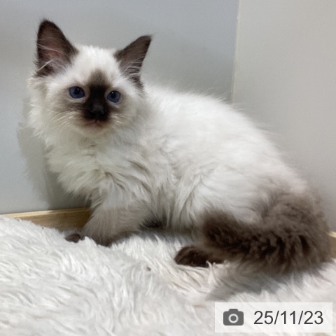 鳥取県のラグドール (ペッツワン 日吉津店/2025年9月18日生まれ/女の子/シールポイント)の子猫の4枚目の画像