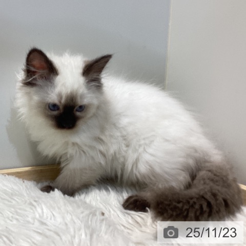 鳥取県のラグドール (ペッツワン 日吉津店/2025年9月18日生まれ/女の子/シールポイント)の子猫の3枚目の画像