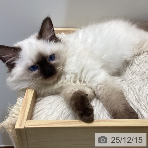 鳥取県のラグドール (ペッツワン 日吉津店/2025年9月18日生まれ/女の子/シールポイント)の子猫の3枚目の画像