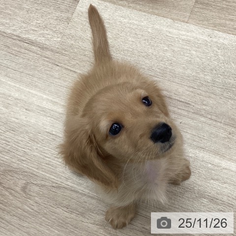 千葉県のミニチュアダックスフンド(ロング) (ペットプラス 船橋店/2025年9月20日生まれ/男の子/ゴールド)の子犬の4枚目の画像