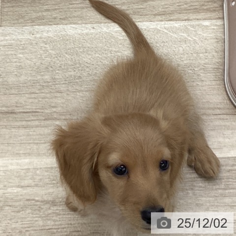 千葉県のミニチュアダックスフンド(ロング) (ペットプラス 船橋店/2025年9月20日生まれ/男の子/ゴールド)の子犬の3枚目の画像