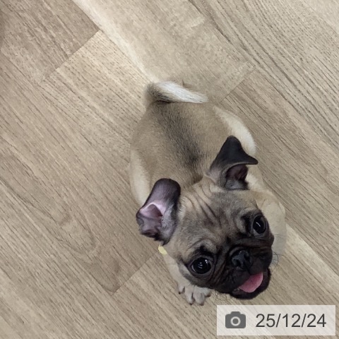 千葉県のパグ (ペットプラス 船橋店/2025年9月10日生まれ/女の子/フォーン)の子犬の4枚目の画像