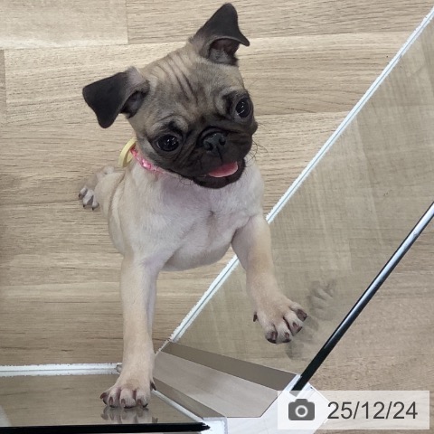 千葉県のパグ (ペットプラス 船橋店/2025年9月10日生まれ/女の子/フォーン)の子犬の3枚目の画像