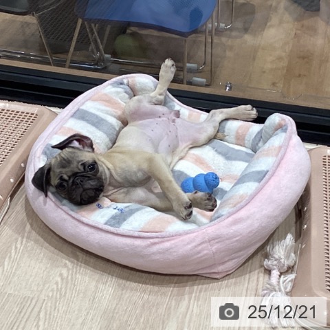 埼玉県のパグ (ペッツワン 新座店/2025年9月10日生まれ/女の子/フォーン)の子犬の3枚目の画像