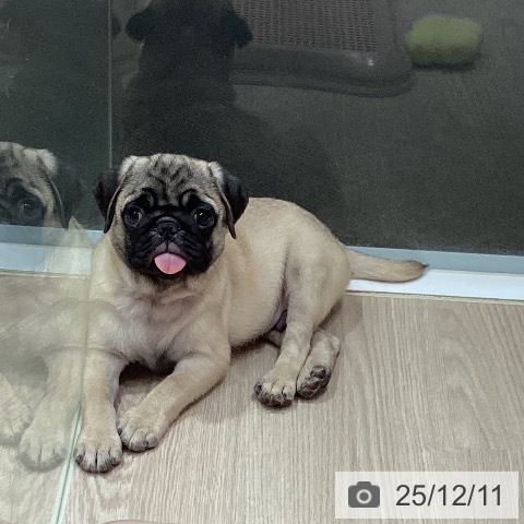 岡山県のパグ (ペットプラス 岡山店/2025年9月17日生まれ/男の子/フォーン)の子犬の4枚目の画像