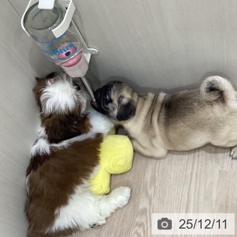 岡山県のパグ (ペットプラス 岡山店/2025年9月17日生まれ/男の子/フォーン)の子犬の3枚目の画像