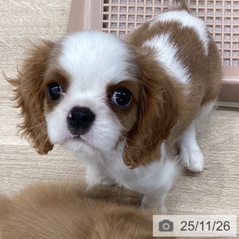 千葉県のキャバリアキングチャールズスパニエル (ペットプラス 幕張新都心店/2025年9月14日生まれ/女の子/ブレンハイム)の子犬の4枚目の画像