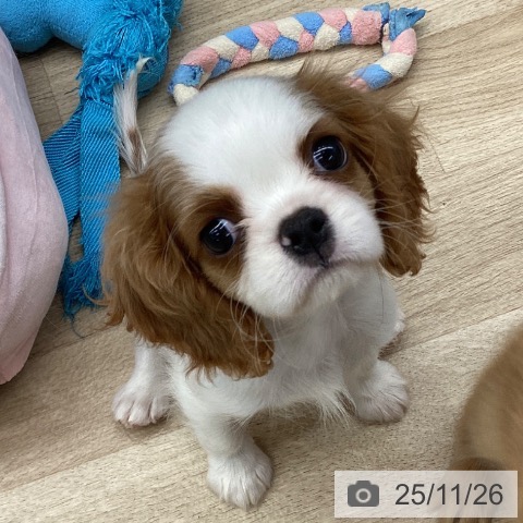 キャバリア・キングチャールズ・スパニエルの写真