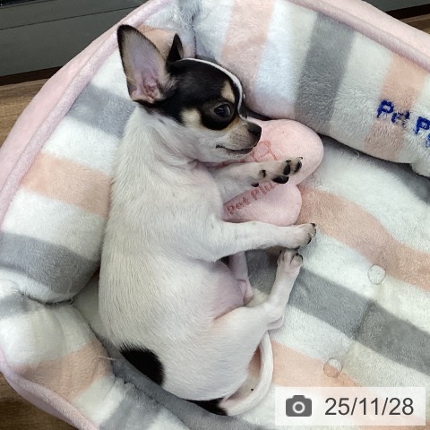 鳥取県のチワワ(ロング) (ペッツワン 日吉津店/2025年9月15日生まれ/男の子/ホワイトブラック)の子犬の4枚目の画像