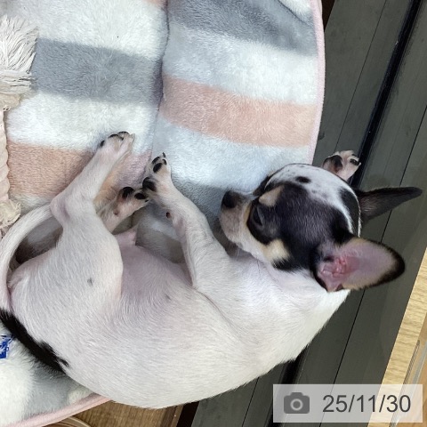 鳥取県のチワワ(ロング) (ペッツワン 日吉津店/2025年9月15日生まれ/男の子/ホワイトブラック)の子犬の3枚目の画像