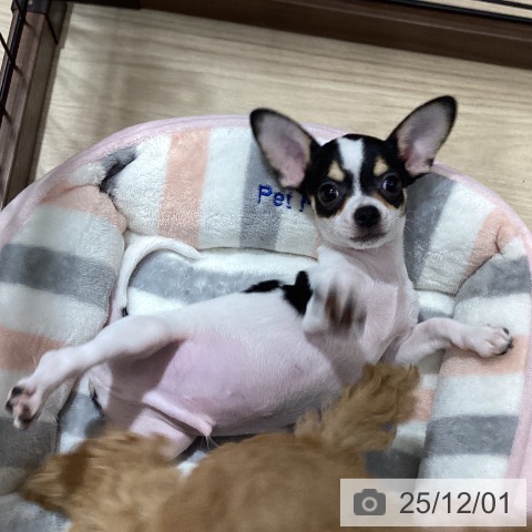 徳島県のチワワ(ロング) (ペットプラス 徳島店/2025年9月15日生まれ/男の子/ホワイトブラック)の子犬の3枚目の画像