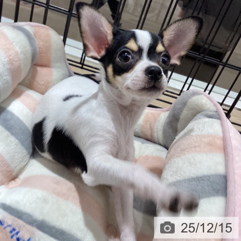 徳島県のチワワ(ロング) (ペットプラス 徳島店/2025年9月15日生まれ/男の子/ホワイトブラック)の子犬の3枚目の画像