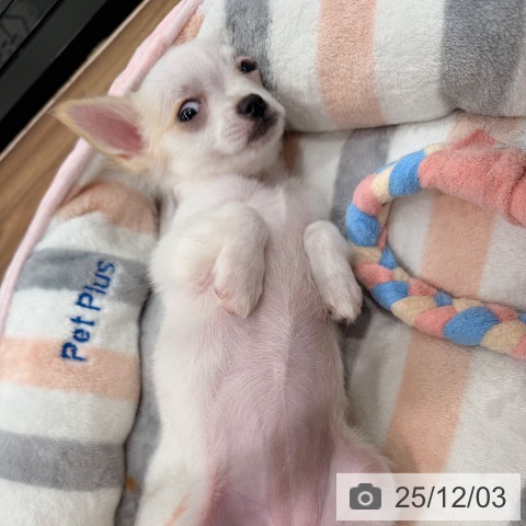 岡山県のチワワ(ロング) (ペッツワン 岡山南店/2025年9月15日生まれ/女の子/クリームフォーン)の子犬の4枚目の画像